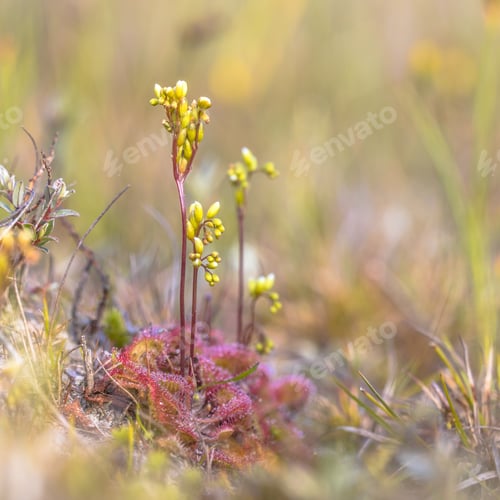 Preview: Common sundew in bloom