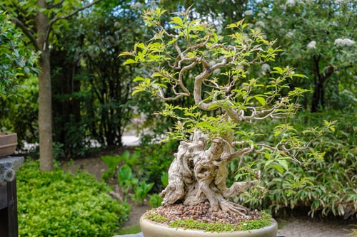 Preview: Bonsai tree in the pot in Japanese garden
