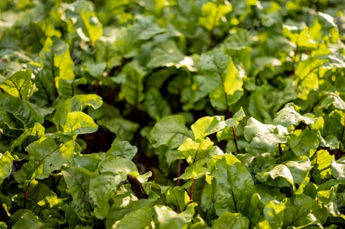 Preview: Leaves of beetroot growing