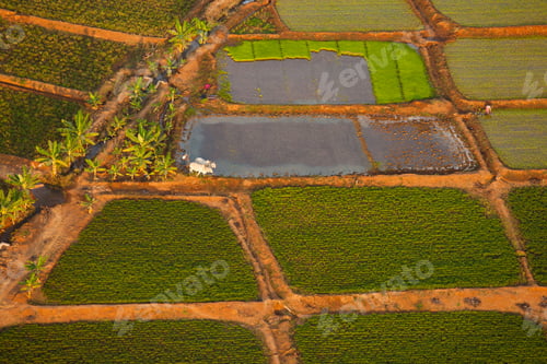 Preview: Rice paddies, Bagan, Myanmar