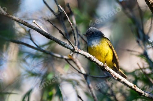 Preview: Close up of grey-headed canary flycatcher or Culicicapa ceylonensis