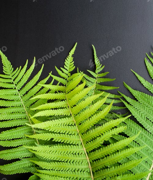 Preview: Green leaves of ferns on black background. Place for the inscription.