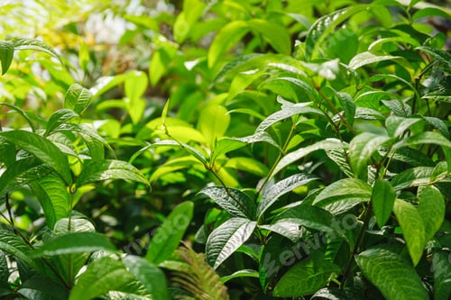 Preview: Closeup image of green leaves in the garden