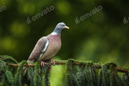 Preview: Common Wood Pigeon (Columba palumbus)