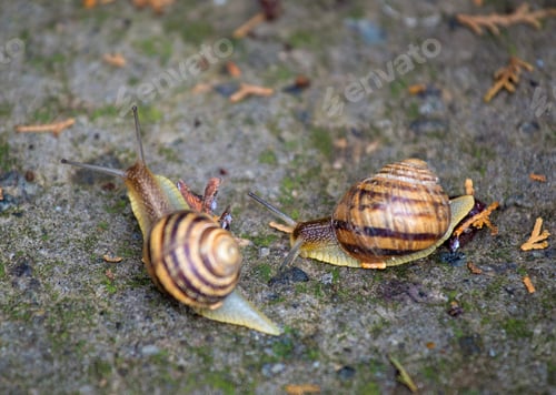 Preview: Two snails crawls on a gray stone, close-up.
