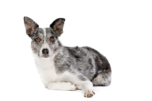 Preview: dog