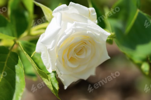 Preview: White roses bloom in the summer garden.