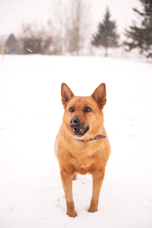 Preview: Portrait of a stray dog in the snow