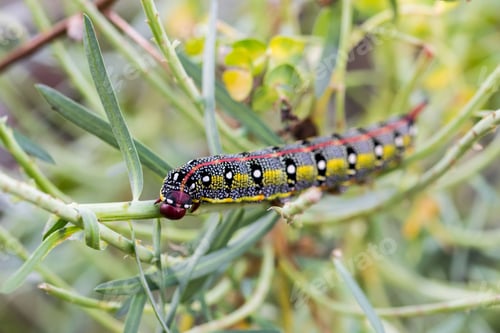 Preview: Maltese Spurge Hawkmoth Caterpillar (Hyles sammuti) in larva stage, eating spurge plant leaves.