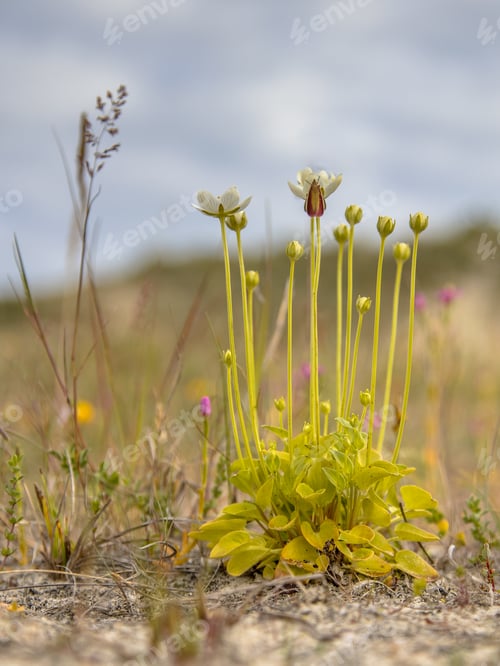 Preview: Grass of Parnassus in dune valley environment