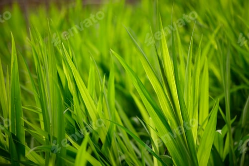 Preview: Closeup of green grass leaves