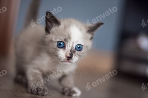 Preview: Cute cat with blue eyes