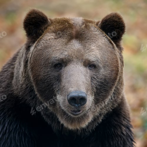 Preview: Close-up brown bear portrait. Danger animal in nature habitat. Big mammal