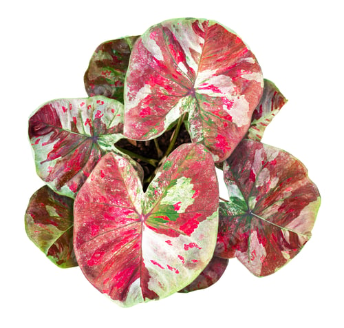 Preview: caladium on white background isolate with clipping path. Queen of the leaves plants.