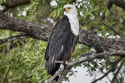 Preview: African Fish Eagle