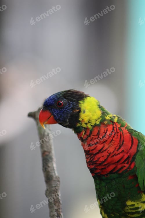 Preview: Colorful bird perched on branch, glancing back