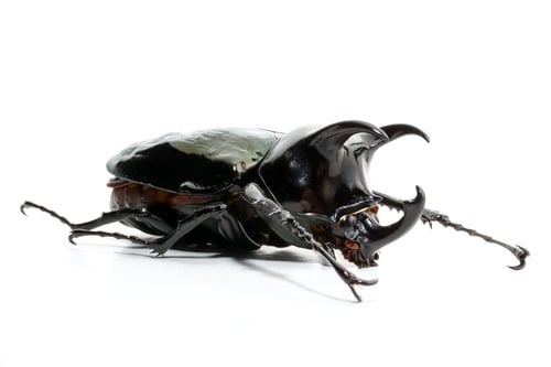Preview: Beetle chalcosoma caucasus on white background