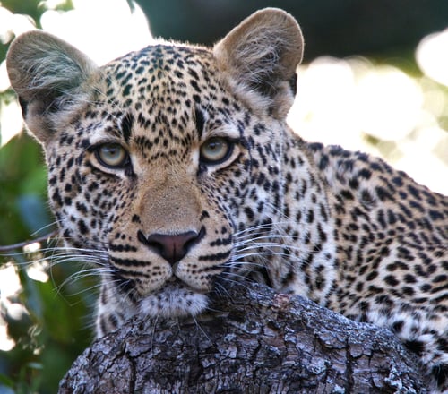 Preview: A Beautiful Wildlife in the World in pictures