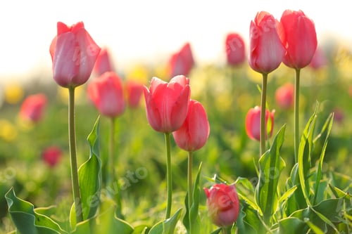 Preview: Field with fresh beautiful tulips. Blooming flowers