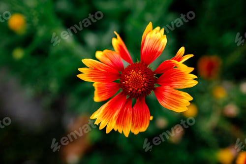 Preview: Yellow and red flower in the garden shined