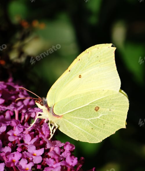 Preview: Butterfly