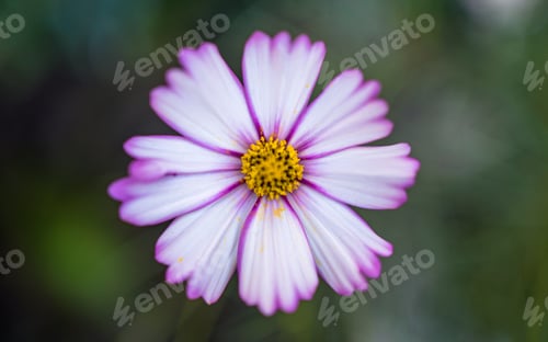 Preview: blossom Cosmos flower autumn garden