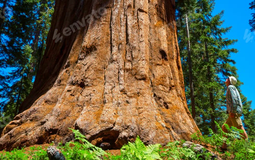 Preview: Sequoia