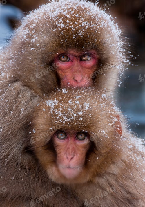 Preview: Japanese Macaques in the cold and snowo on Honshu island.