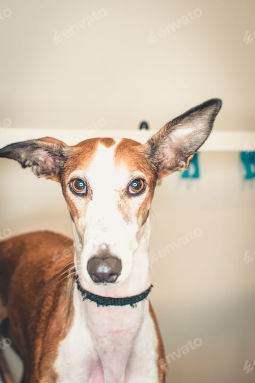 Preview: Close-up of a greyhound
