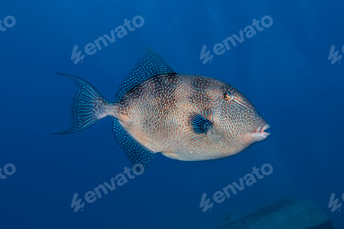 Preview: Grey triggerfish from Cyprus