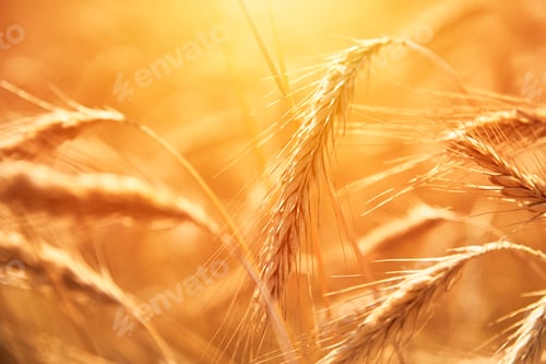 Preview: Rye ears close up. Rye field in a summer day. Harvest concept
