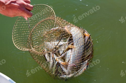 Preview: Freshwater fish caught in a fishing trap close