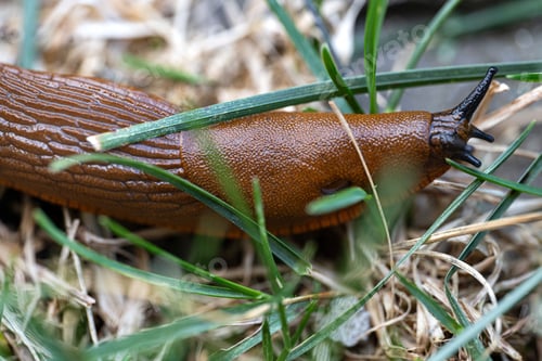 Preview: Spanish orange slug invasing, harming parasites