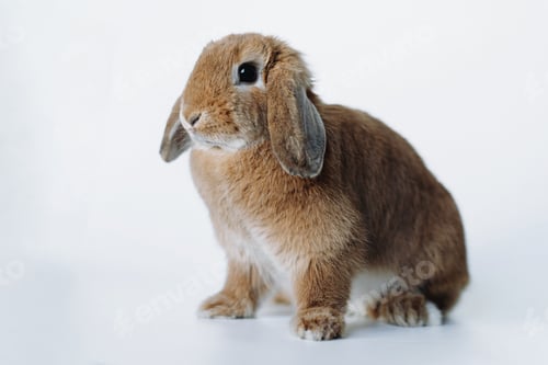 Preview: funnyred rabbit with its ears down isolated on white background