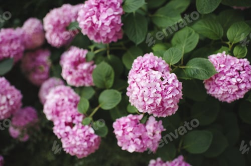 Preview: Nature background with flowers