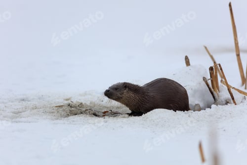 Preview: european otter (lutra lutra)