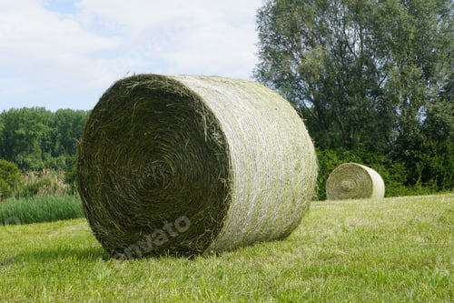 Preview: Round green hay bales on a rural agricultural farm