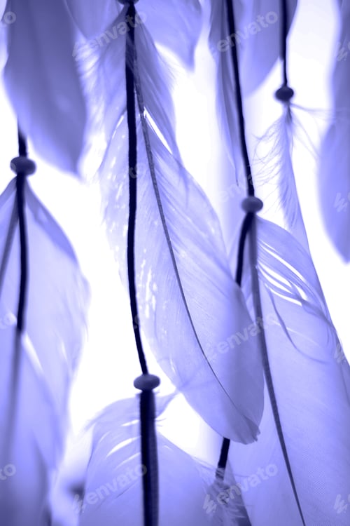 Preview: the color of 2022. bird feathers are a great background for design