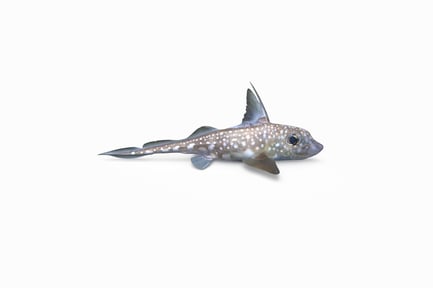 Preview: Pacific Spotted Ratfish with Dotted Pattern