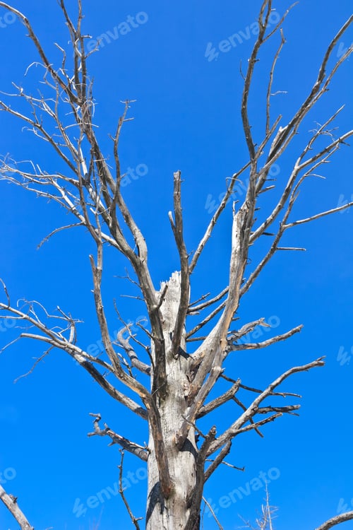 Preview: dry tree
