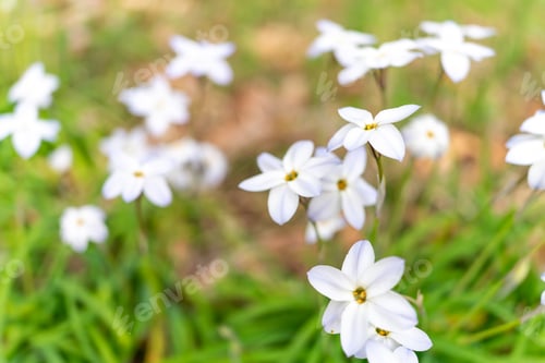 Preview: Close up of Ipheion flower