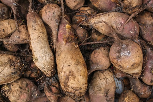 Preview: Beet Harvest Beetroot (Many Fruits Of Beets That Just Dug From The Ground) Concept. Food
