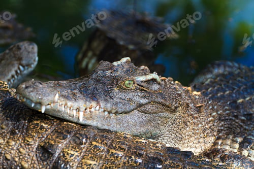 Preview: Crocodiles in water