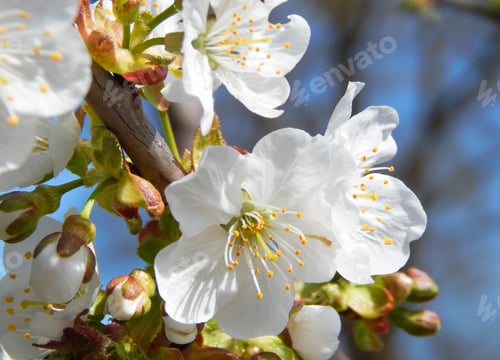 Vorschau: Nahaufnahme eines Astes mit weißen Blüten und Knospen