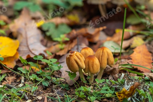 Preview: Parasola auricoma mushrooms in the autumn forest