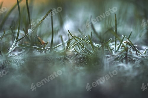 Preview: Closeup macro of frost on grass