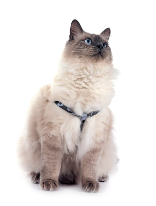 Preview: siberian cat in studio