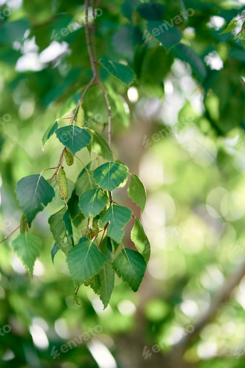 Preview: Green birch branches with catkins on them