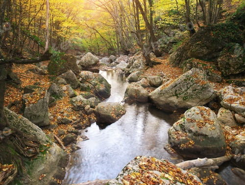 Preview: Autumn landscape. Composition of nature.