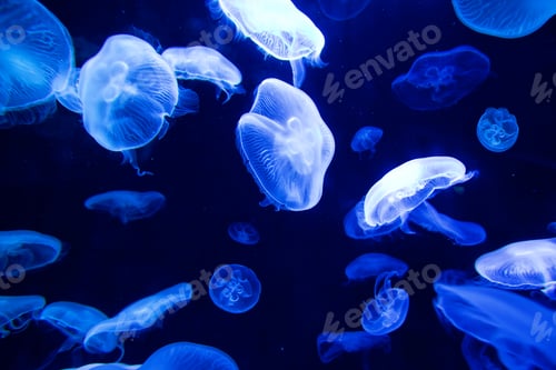 Preview: Sea Moon jellyfish
